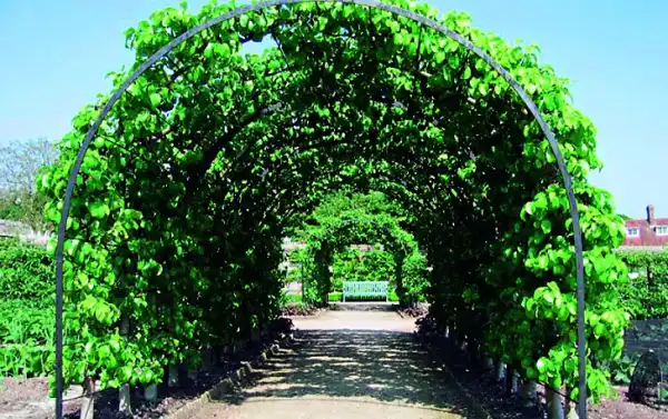 Стійкі до холоду види винограду для північних регіонів України 32