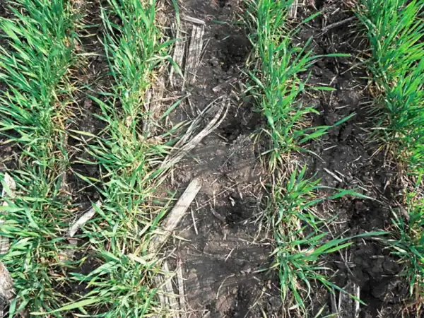 КАС добриво: інструкція з використання 14 КАС добриво: інструкція з використання 14