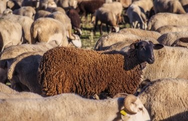 Українське вівчарство в мінусі: чисельність овець впала на 13% за&hellip;