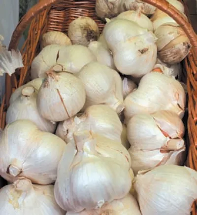 РОКАМБОЛЬ: часниково-цибулева дивина 9