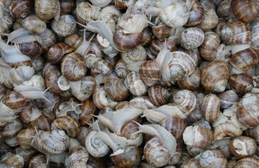 Зростання українського експорту молюсків на 27,1% у перші місяці 2026 року.