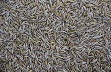 США прогнозують падіння експорту української пшениці на 1 мільйон тонн.