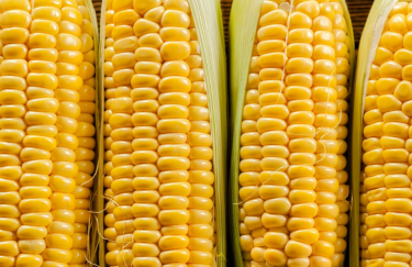 Турецький попит штовхає ціни на українську кукурудзу вгору