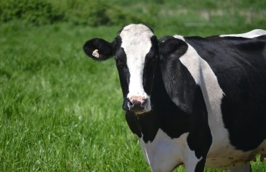 ГОЛОВНА 11 Більше ніж половина молочних господарств не дотримуються норм Євросоюзу: вартість оновлення