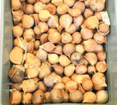 РОКАМБОЛЬ: часниково-цибулева дивина 10