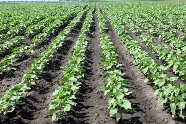 Богдан Вокальчук: "Біопрепарати – це запорука стійкості, коли погодні умови та навантаження вже не рідкість, а звичне явище" 10 Богдан Вокальчук: "Біопрепарати – це запорука стійкості, коли погодні умови та навантаження вже не рідкість, а звичне явище" 10