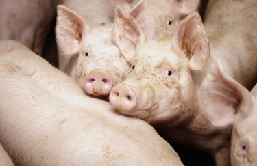 Чи зростуть ціни на м’ясо: вартість свиней у живій вазі з 27 квітня по&hellip;