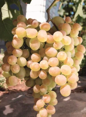 Стійкі до холоду види винограду для північних регіонів України 30