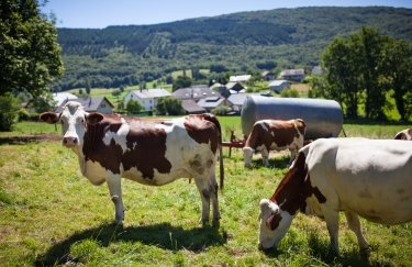 7000 гривень на корову: запущено програму допомоги фермерам