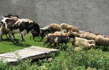 ГОЛОВНА 14 Українці масово звертаються за допомогою на утримання корів, кіз та овець.