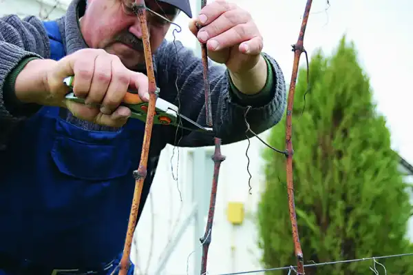 Стійкі до холоду види винограду для північних регіонів України 27