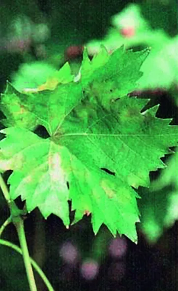 Стійкі до холоду види винограду для північних регіонів України 34