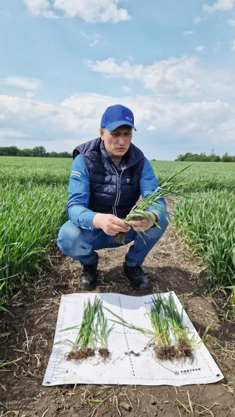 Богдан Вокальчук: "Біопрепарати – це запорука стійкості, коли погодні умови та навантаження вже не рідкість, а звичне явище" 8 Богдан Вокальчук: "Біопрепарати – це запорука стійкості, коли погодні умови та навантаження вже не рідкість, а звичне явище" 8