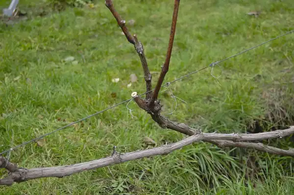 Стійкі до холоду види винограду для північних регіонів України 28