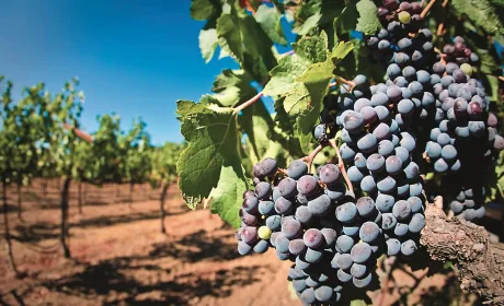 Стійкі до холоду види винограду для північних регіонів України