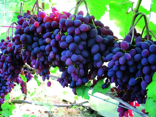 Стійкі до холоду види винограду для північних регіонів України 23