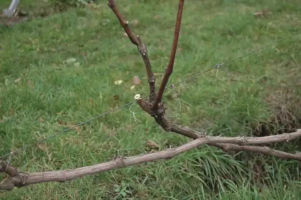 Стійкі до холоду види винограду для північних регіонів України 26