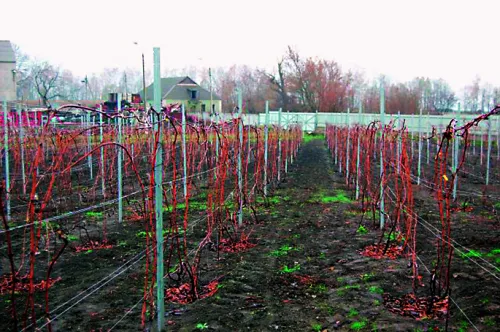 Стійкі до холоду види винограду для північних регіонів України 21