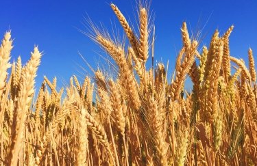 ГОЛОВНА 15 Скорочення запасів і незмінний інтерес: вартість ячменю збільшується в Україні —…