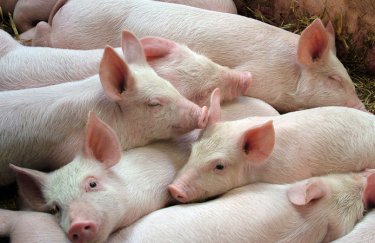 ГОЛОВНА 15 Вартість свиней у живій вазі: 6-12.04.2026