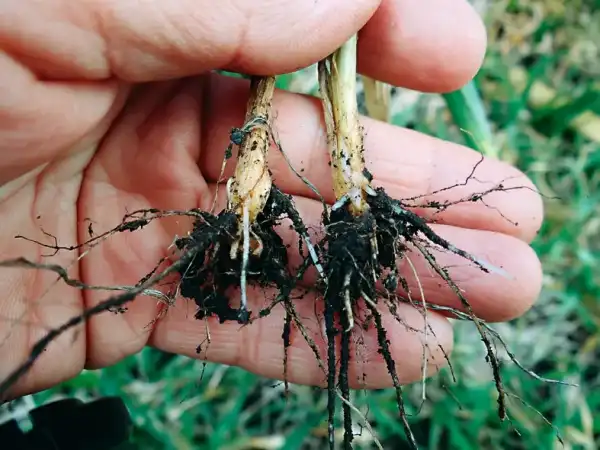 КАС добриво: інструкція з використання 12 КАС добриво: інструкція з використання 12