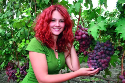 Стійкі до холоду види винограду для північних регіонів України 22