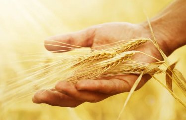 В Україні ціни на пшеницю зростають, у США падають через інтенсивні дощі.