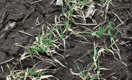 КАС добриво: інструкція з використання