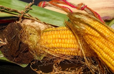 ГОЛОВНА 13 В Україні дешевшає кукурудза для годівлі — Delo.ua