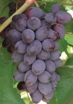 Стійкі до холоду види винограду для північних регіонів України 24