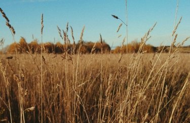 Збір зерна в Україні 2025: пік виробництва за 4 роки