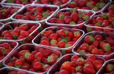 ГОЛОВНА 10 Низькі температури навесні призвели до втрати більше ніж п’ятої частини майбутнього врожаю суниці —…