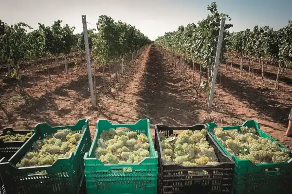 Стійкі до морозів сорти винограду для північних регіонів України 49