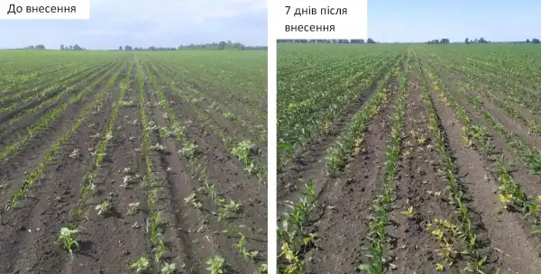 Кукурудза проявить себе: вибираємо страхові гербіциди для сезону 2025 року 6