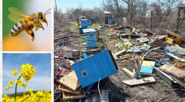 ГОЛОВНА 13 Wartime Beekeeping: Industry’s Resilience and EU Integration