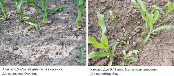 Кукурудза проявить себе: вибираємо страхові гербіциди для сезону 2025 року 8