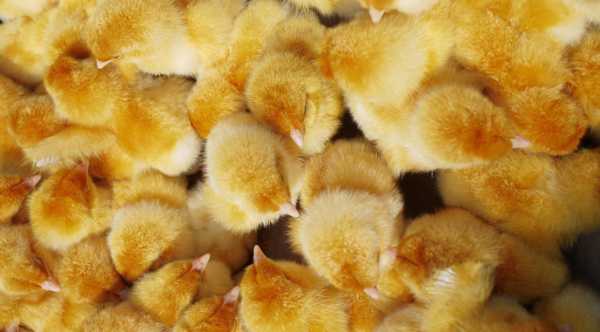 Nearly a fifth of a million newly hatched chicks arrived in Ukraine from Hungary&hellip;