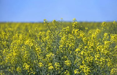 Преференційний експорт сої та ріпаку: бюджетні надходження України — Delo.ua