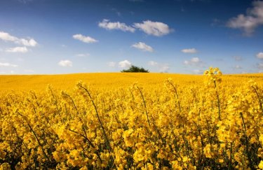 Україна в експорті ріпаку: лідерство на світовій арені буде утримано