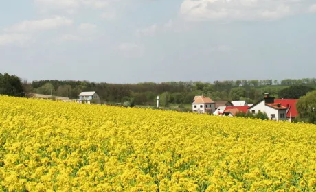 Україна почала експорт соняшникової олії, а не ріпаку, завдаючи удару по польському ринку.