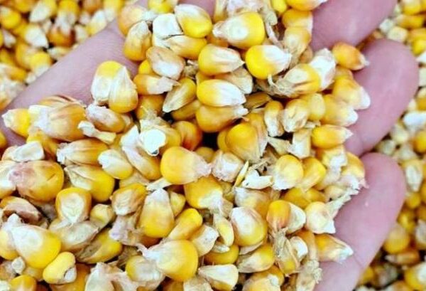 Попит на українську кукурудзу переорієнтовується з портів на західний кордон — КУРКУЛЬ