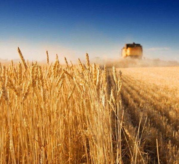 Український експорт зернових та олійних культур знизився майже на 40% у сезоні 2025/26, повідомляє АГРОПОЛІТ