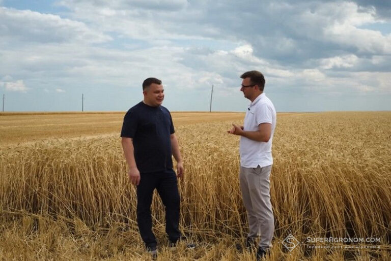В Одеській області зібрали по 10 тонн озимої пшениці з гектара, повідомляє SuperAgronom.com 1