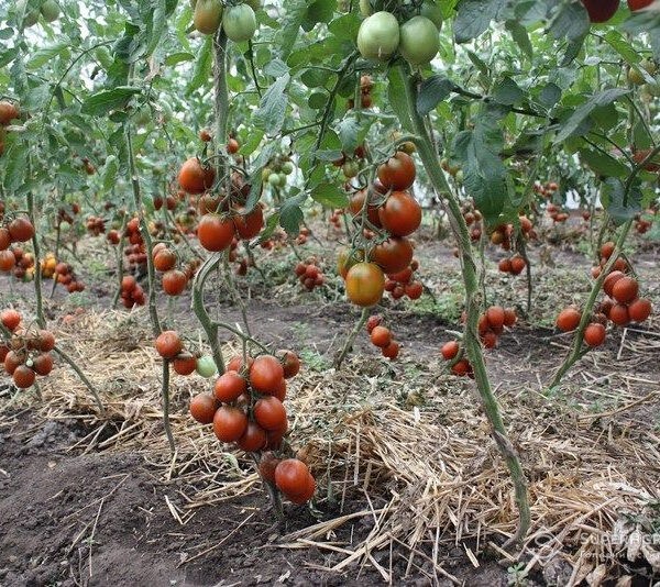 Херсонська область втратила понад 90% овочевого виробництва внаслідок війни, повідомляє Держстат.