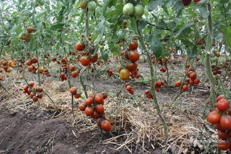 Херсонська область втратила понад 90% овочевого виробництва внаслідок війни, повідомляє Держстат. 8