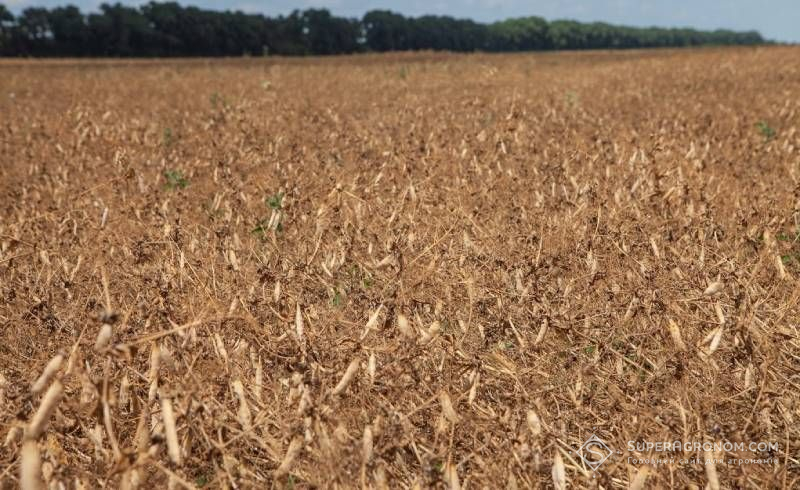 Ukraine has already harvested over 300 thousand tons of peas: Odesa region leads Ukraine has already harvested over 300 thousand tons of peas: Odesa region leads