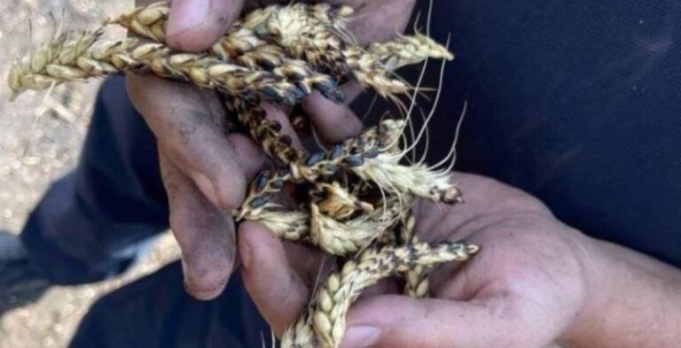 МінАПК розробляє систему відшкодування за збиті посіви в прикордонних районах — КУРКУЛЬ 2 МінАПК розробляє систему відшкодування за збиті посіви в прикордонних районах — КУРКУЛЬ 2