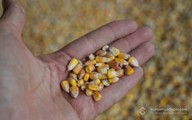 Зерно кукурудзи дешевшає: вартість пропозиції знизилася до 7900-9600 грн/т — SuperAgronom.com 6 Зерно кукурудзи дешевшає: вартість пропозиції знизилася до 7900-9600 грн/т — SuperAgronom.com 6