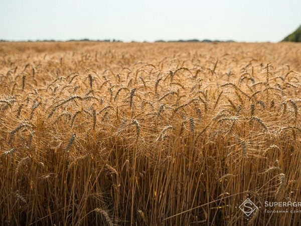 Збір урожаю на ТОТ стартує з нестачею палива та зволіканнями у зборі зернових — SuperAgronom.com