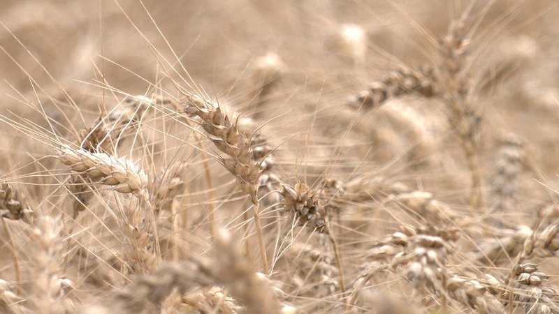 Wheat at FG "Naporivske"